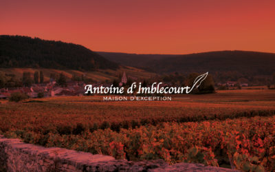 Création d’identité de marque et site internet Antoine d’Imblecourt vins de Bourgogne