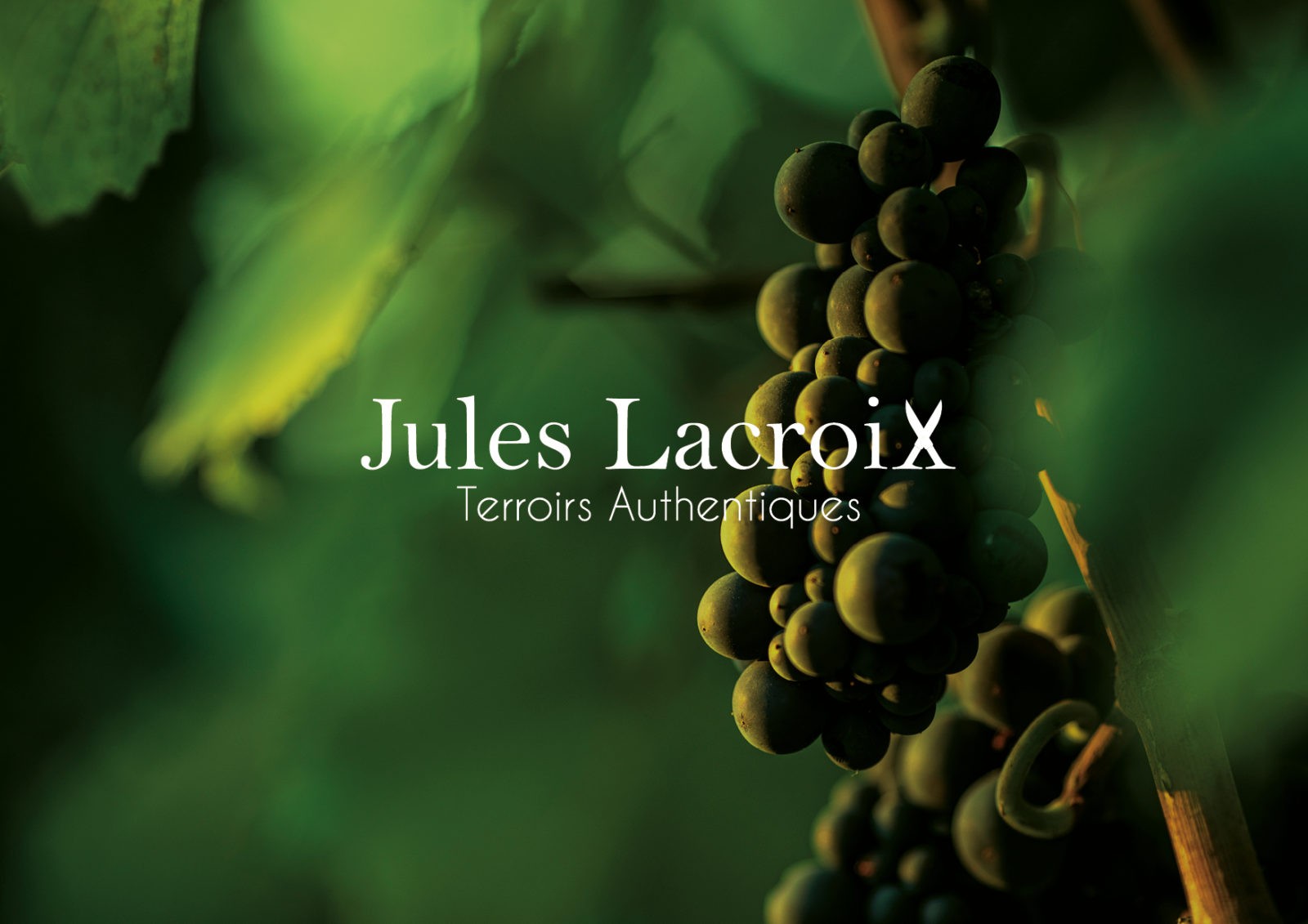 Création de logo et site internet Jules Lacroix vins de Bourgogne